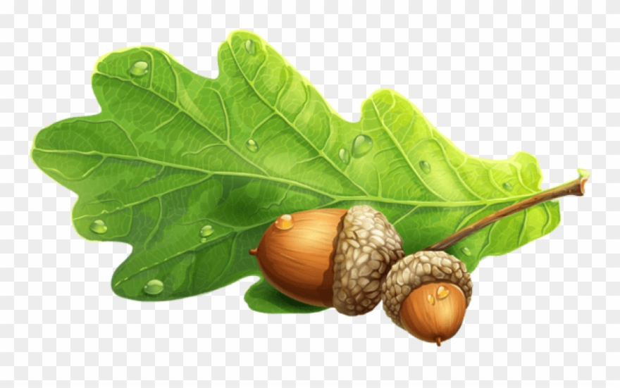 Download Acornspicture Clipart Png Photo Transparent Png