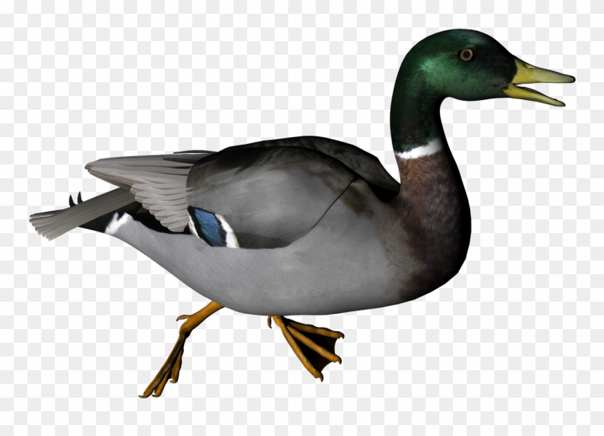 Duck Clipart Transparent Background - Png Download