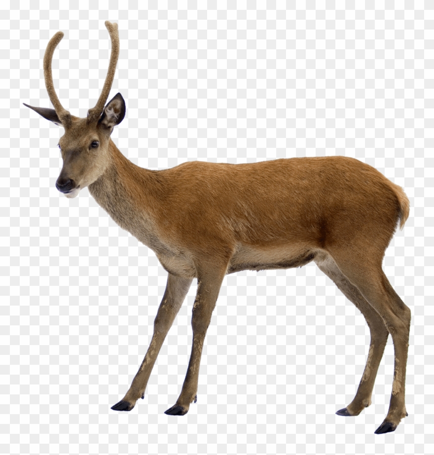 Transparent Deer Clipart Animal Pictures Png Transparent