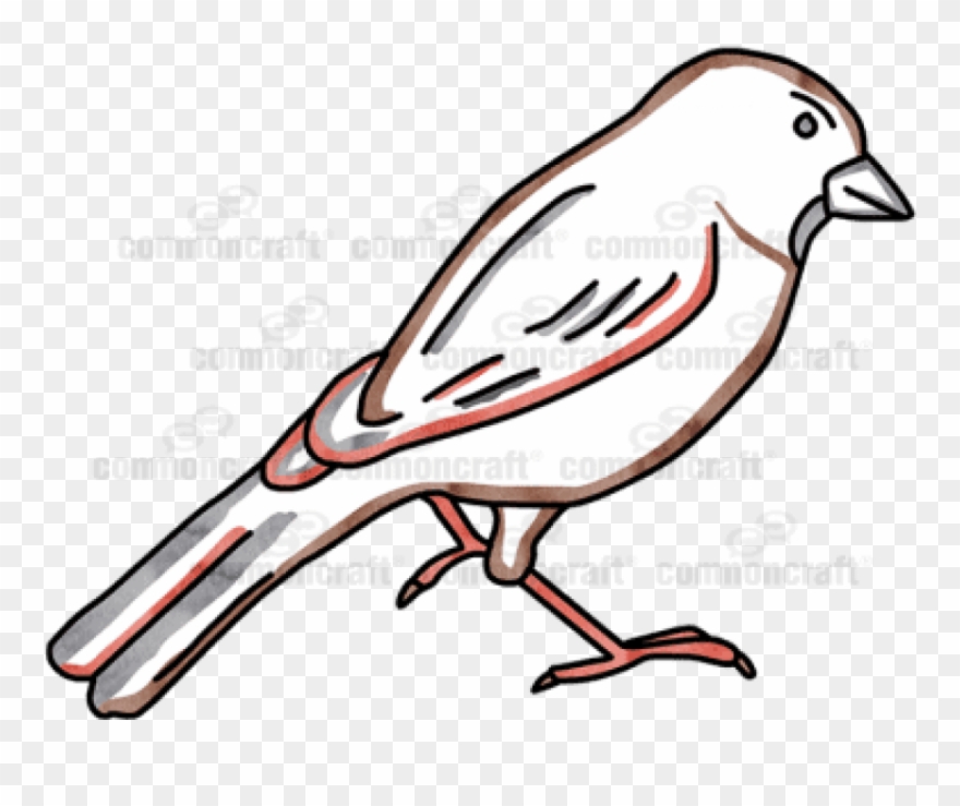 Free Png Download Bird Png Images Background Png Images Clipart