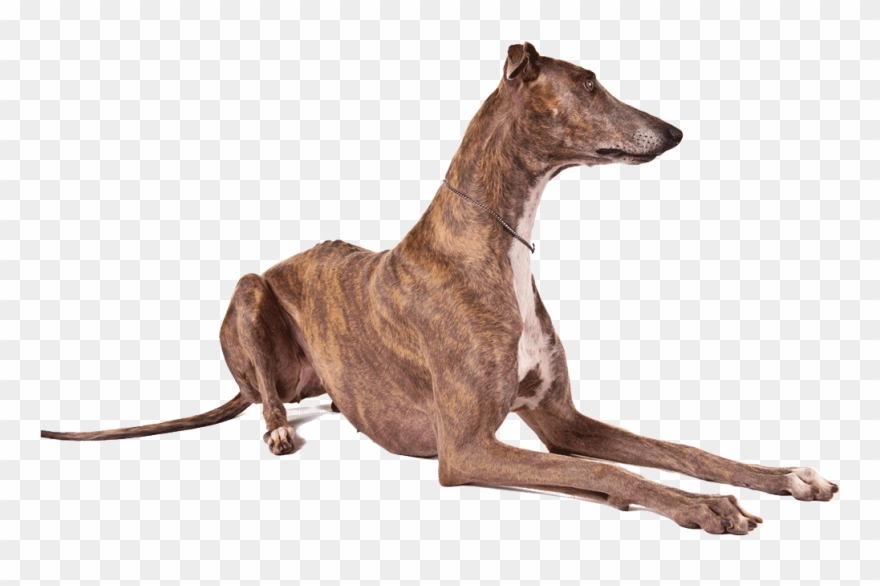 Profile Of A Greyhound Clipart