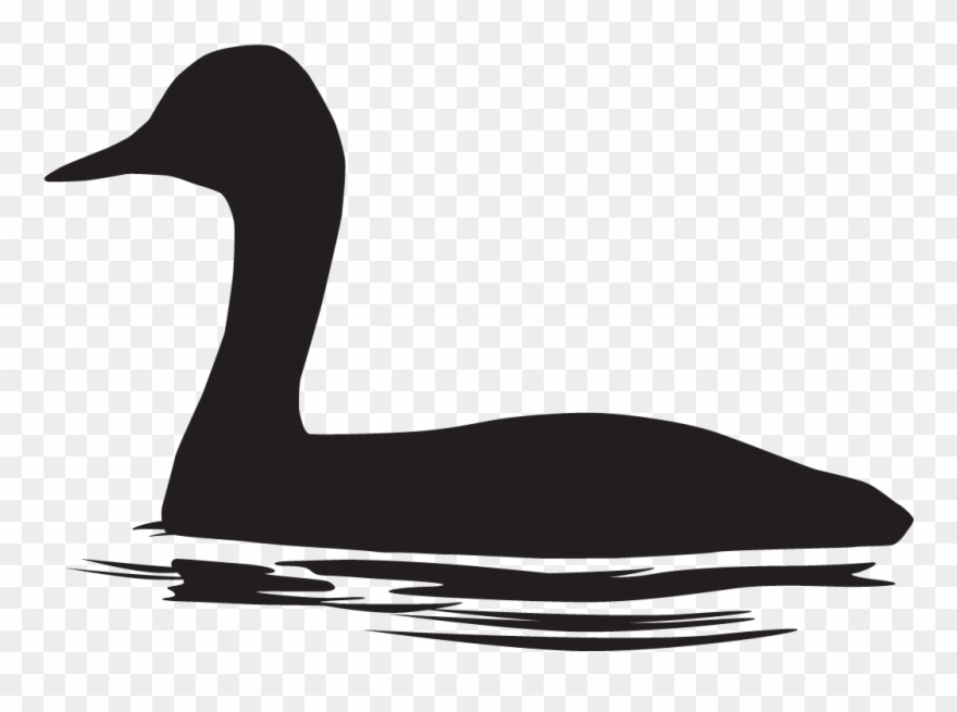 Western Grebe Clipart