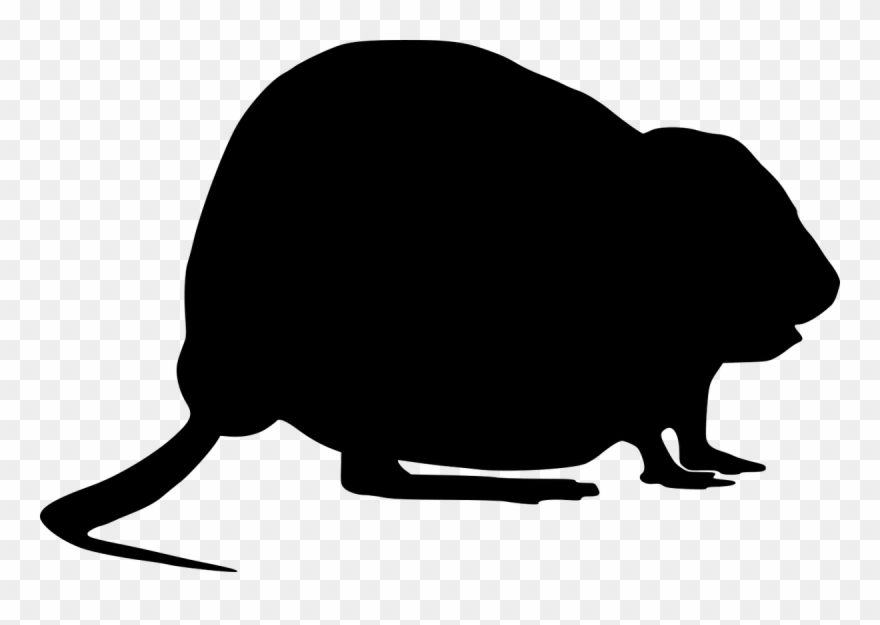 A Muskrat, So I Made One And Contributed It, Cuz Muskrats Clipart