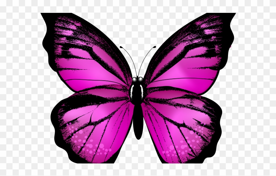 Pink Clipart Butterfly - Png Download