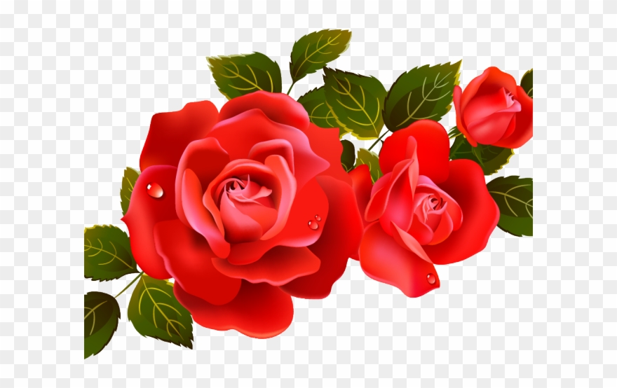 Red Rose Clipart Dozen Red Roses - Png Download