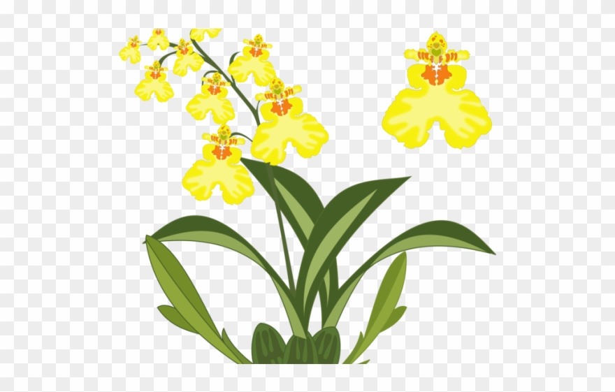 Orchid Clipart Cattleya Flower - Png Download