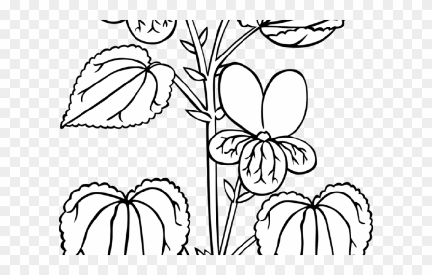 Roots Clipart Plant Drawing - Png Download