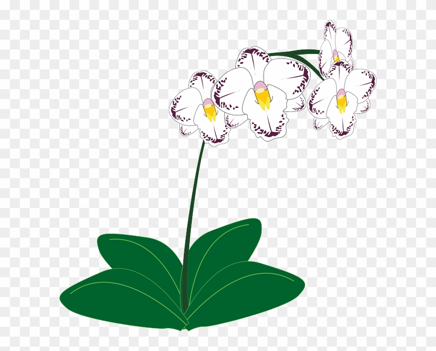 Flowers Borders Clipart Orchid - Gambar Animasi Bunga Anggrek - Png Download