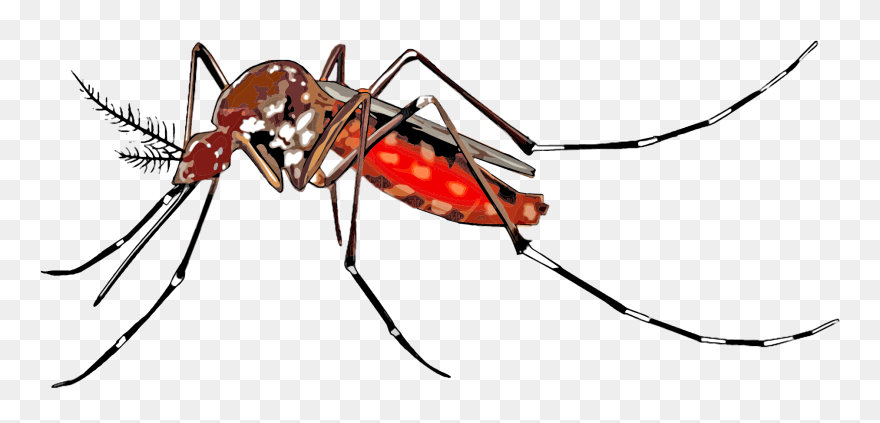 Mosquito-borne Disease Dengue Fever Wolbachia Insect - Mosquito Aedes Aegypti Png Clipart