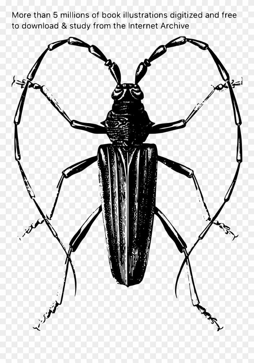 Million Archive Book Illustrations Big Image Png - Beetle Clipart