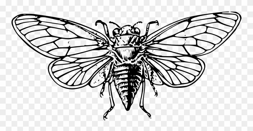 Cicadoidea Drawing The Cicada Line Art Insect - Cicada Clipart - Png Download