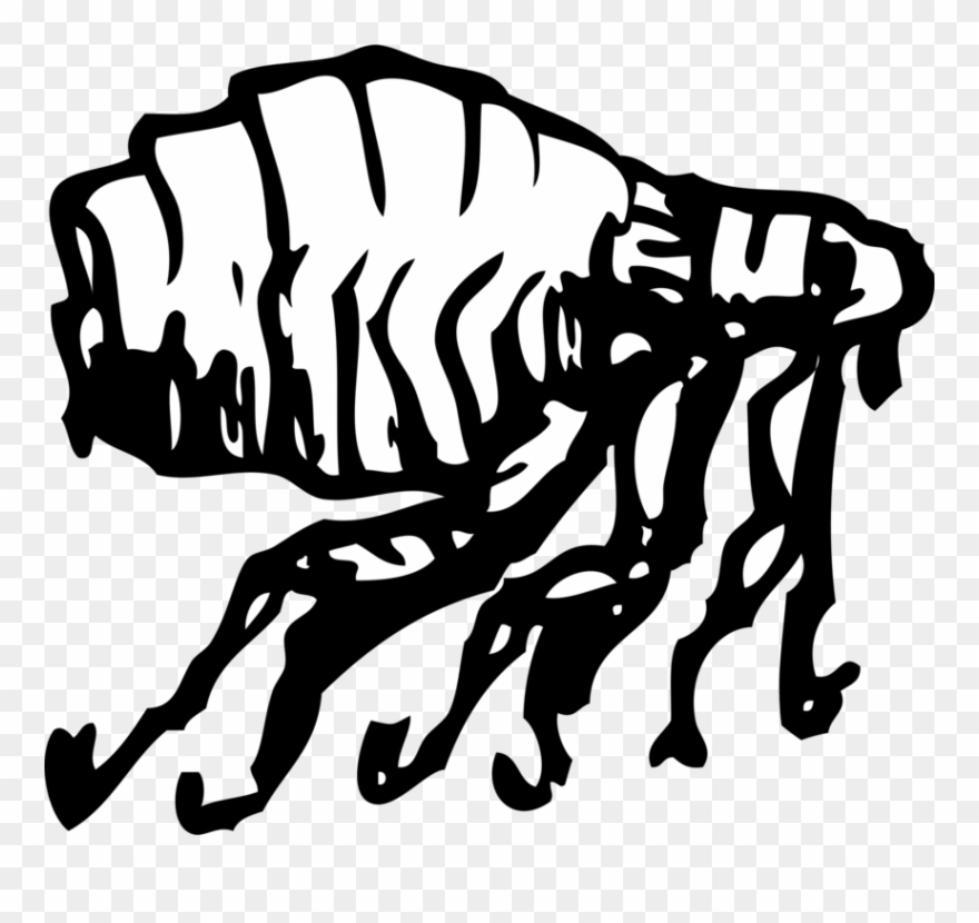 Insect Human Flea Download Drawing - Cartoon Black And White Flea Clipart