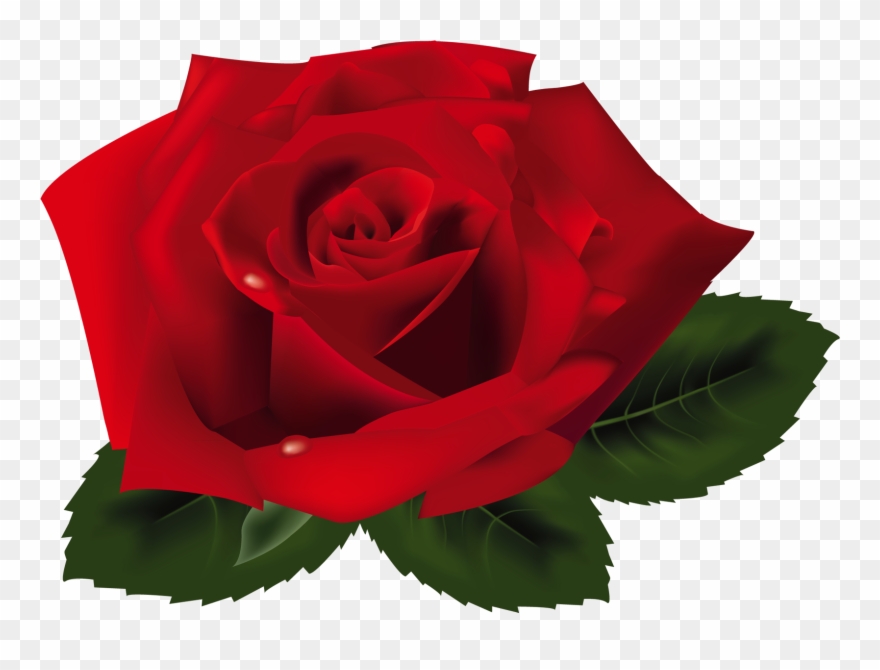 Rose Png - Rose 3d Png Clipart