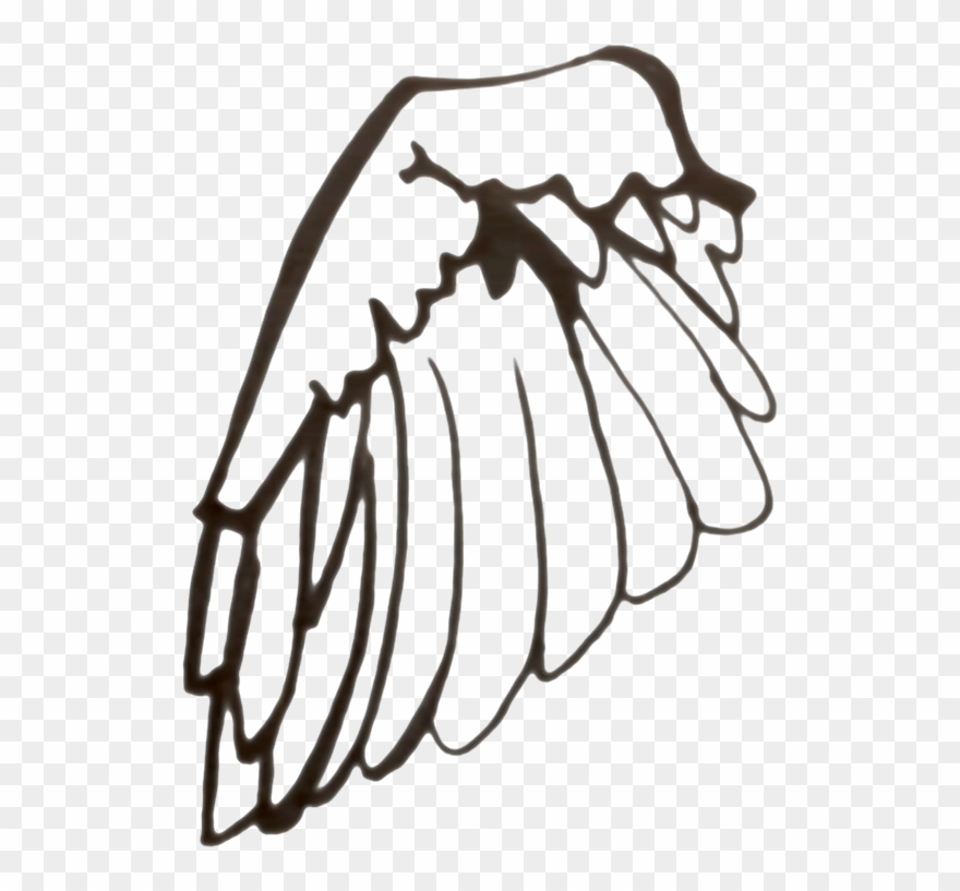 Sparrow Wing Black And White Line Drawing - Illustration Clipart