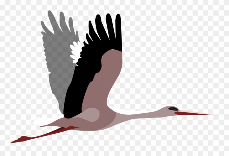 White Stork Water Bird Beak Wing - Clip Art - Png Download