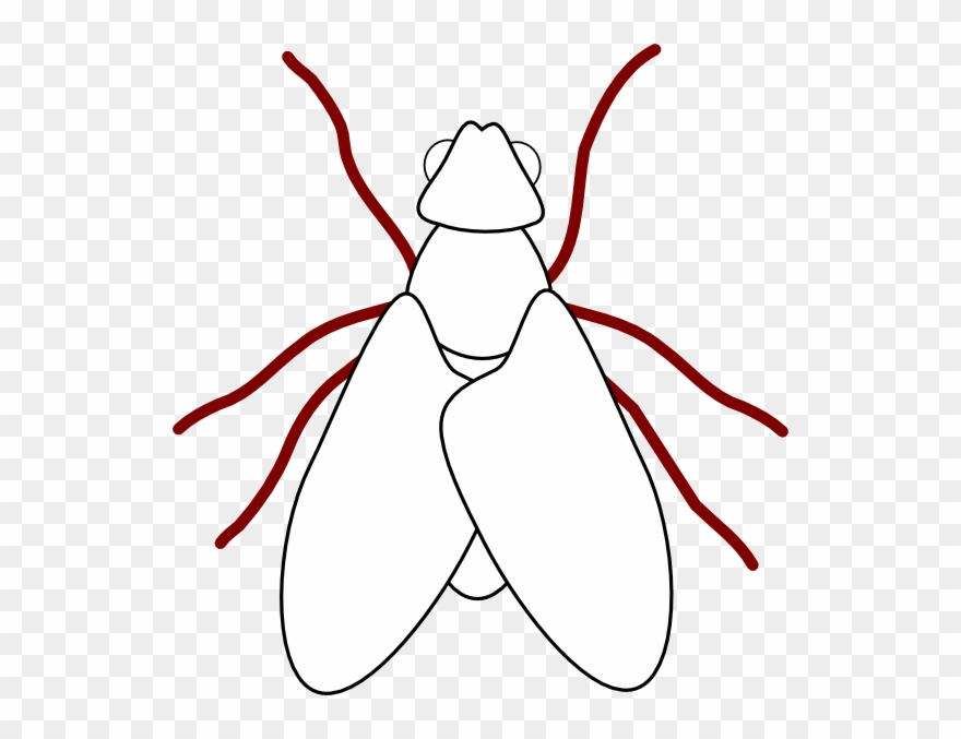 Fly Line Drawing Svg Clip Arts 564 X 597 Px - Png Download