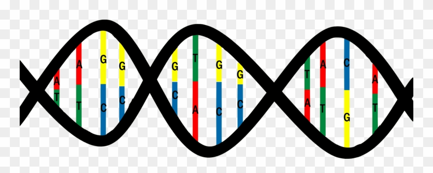 Dna Base Pair Mutation Nucleic Acid Structure Thymine - Base Pairs Dna Png Clipart