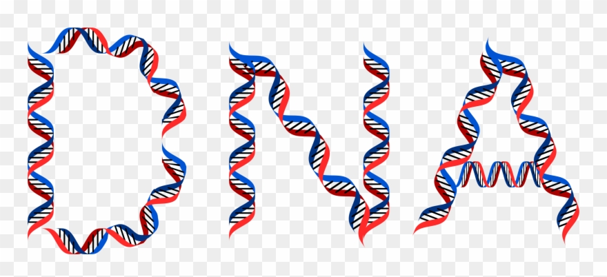Computer Icons Dna Origami Typography Organ - Dna Png Clipart
