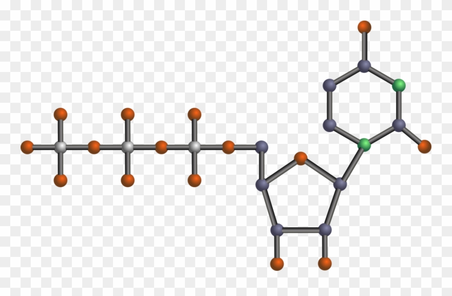 Adenosine Triphosphate Dna Nucleotide Ribose - Nucleotide Clipart - Png ...