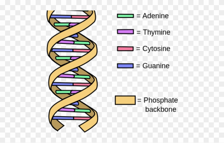 Dna Structure Clipart Drawing Labeled - Weird Flex But Ok - Png Download