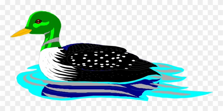 Bird Swimming Cliparts - Cartoon Loon - Png Download