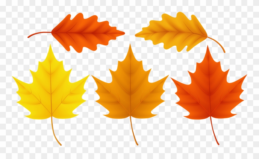 Thanksgiving Leaves Color Clipart