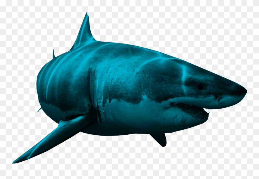 Bull Shark Clipart Realistic Shark - Shark Png Transparent Png
