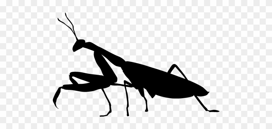 Clip Art Free - Mantidae - Png Download