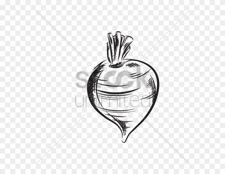Banner Transparent Stock Turnip At Getdrawings Com - Drawing Clipart