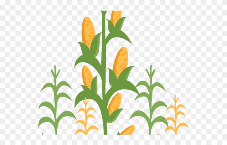 Clip Transparent Tobacco Stalk Cliparts Free - Corn Plant Png Clip Art