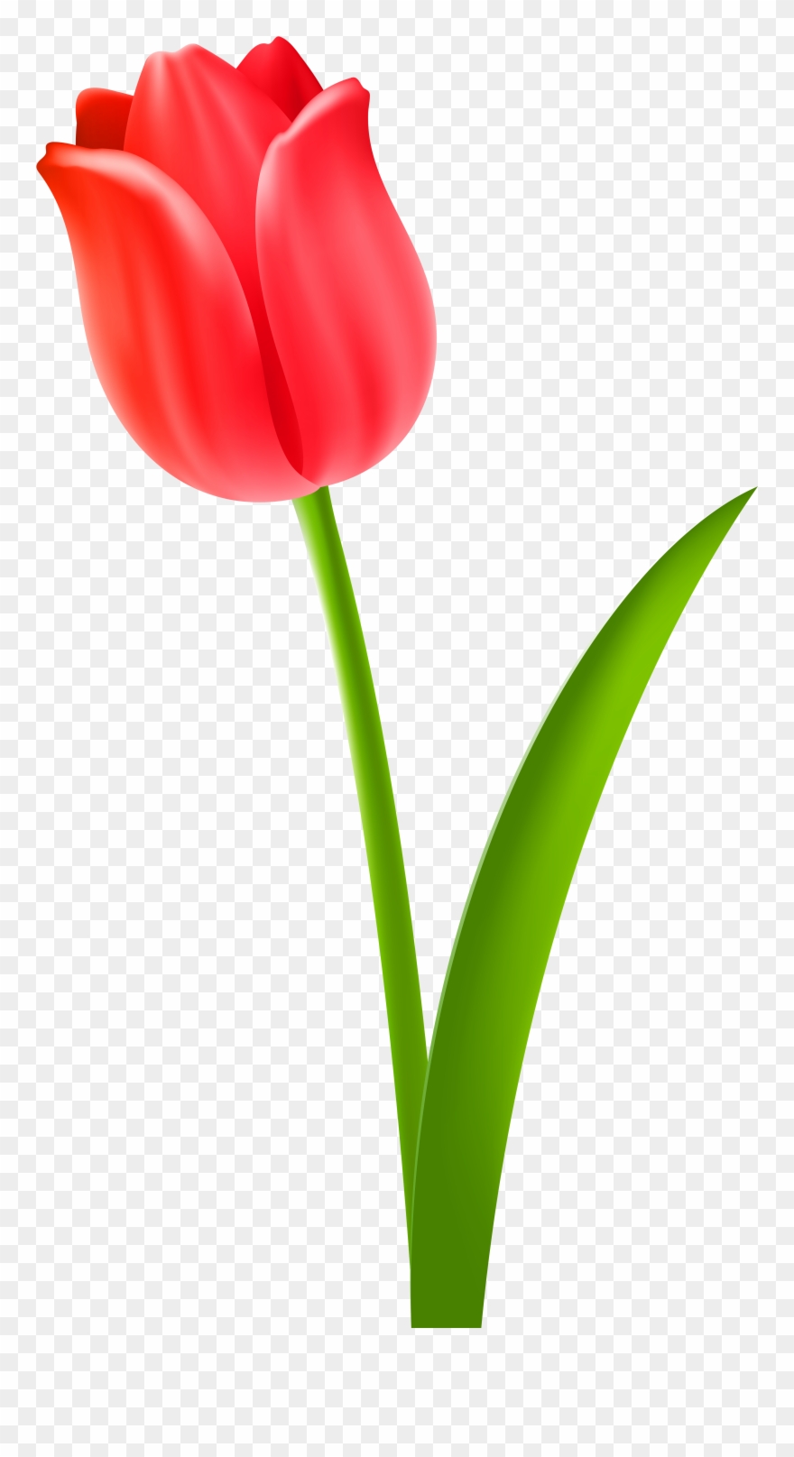 Red Tulip Clipart Png Download (319801) PinClipart