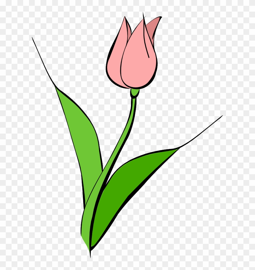 Tulip Clip Art - Pink Tulip Clip Art - Png Download