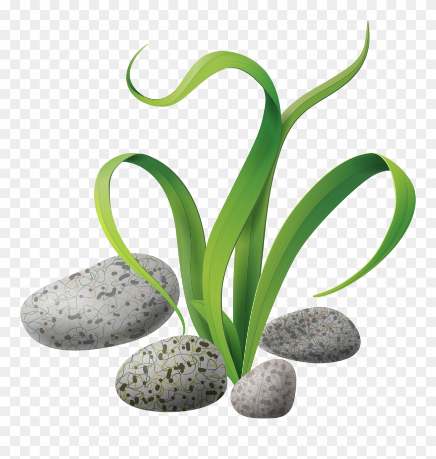 Яндекс - Фотки - Sea Plants Clipart Hd - Png Download