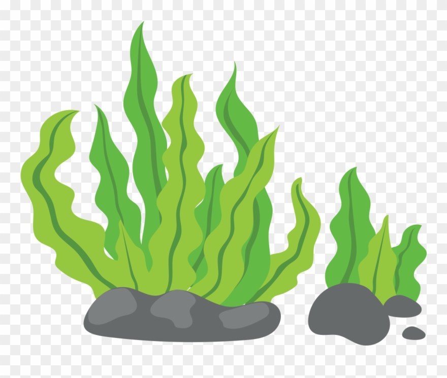 Clip Art Green Background - Seaweed Clipart - Png Download