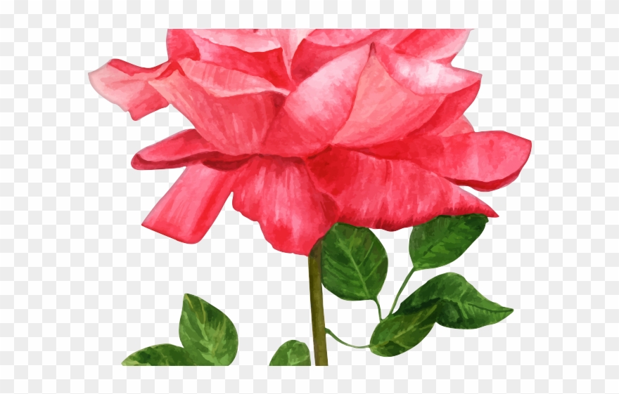 Water Color Clipart Rose - Png Download