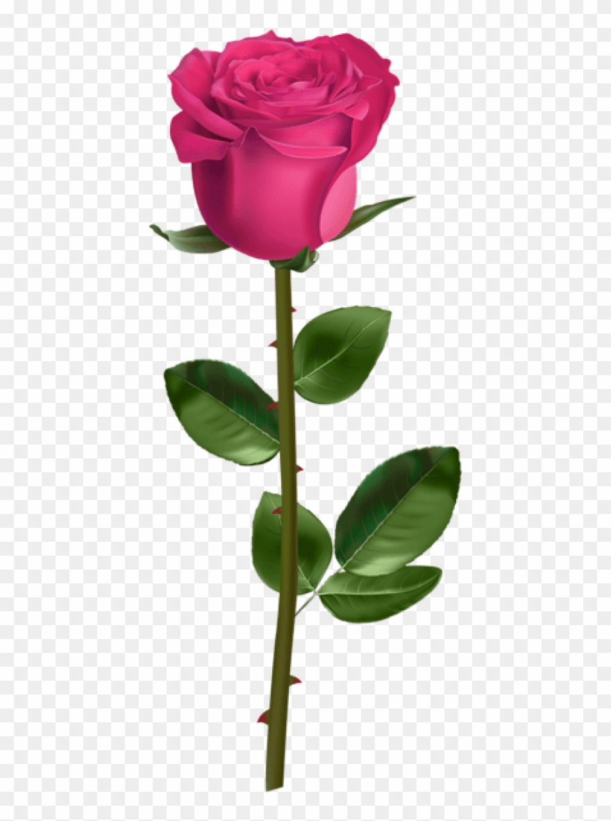 Free Png Download Rose With Stem Pink Png Images Background Clipart