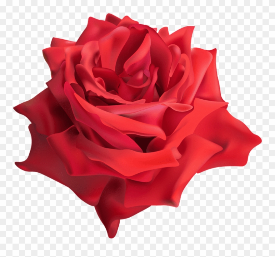 Free Png Download Rose Red Png Images Background Png Clipart