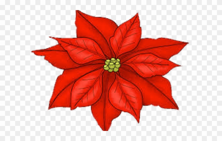 Poinsettia Clipart Transparent Background - Png Download