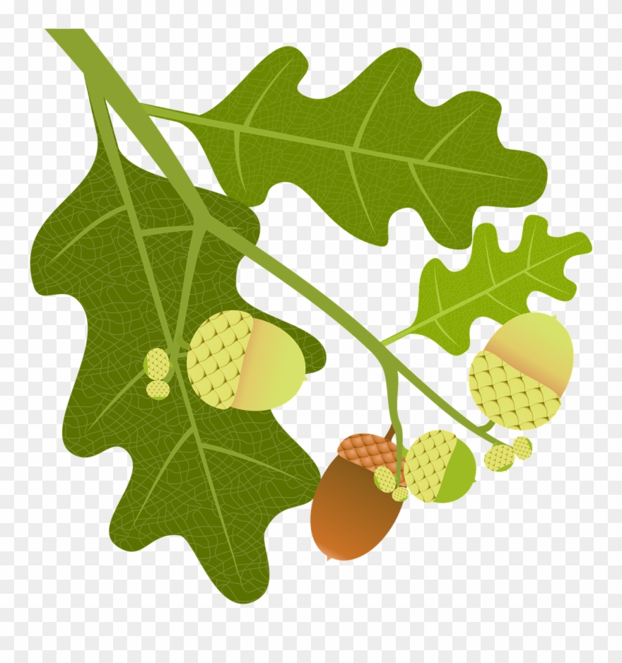 Acorn Clipart With Leaf - Png Download