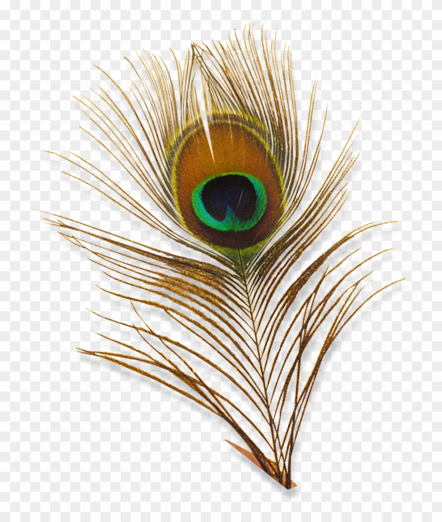Peacock Feather Psd Clipart