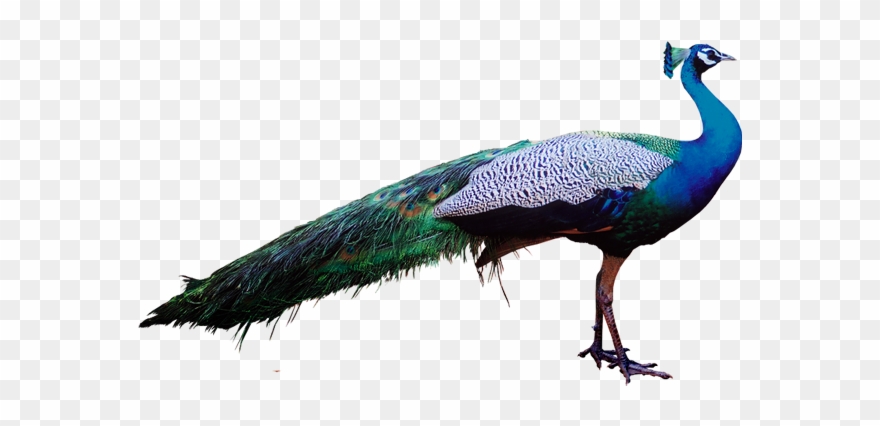 Peacock Stock Png Transparent Clipart