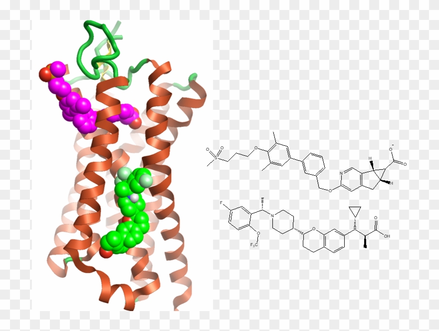 Merck's Two Allosteric Ligands Bound Into The Gpr40 Clipart