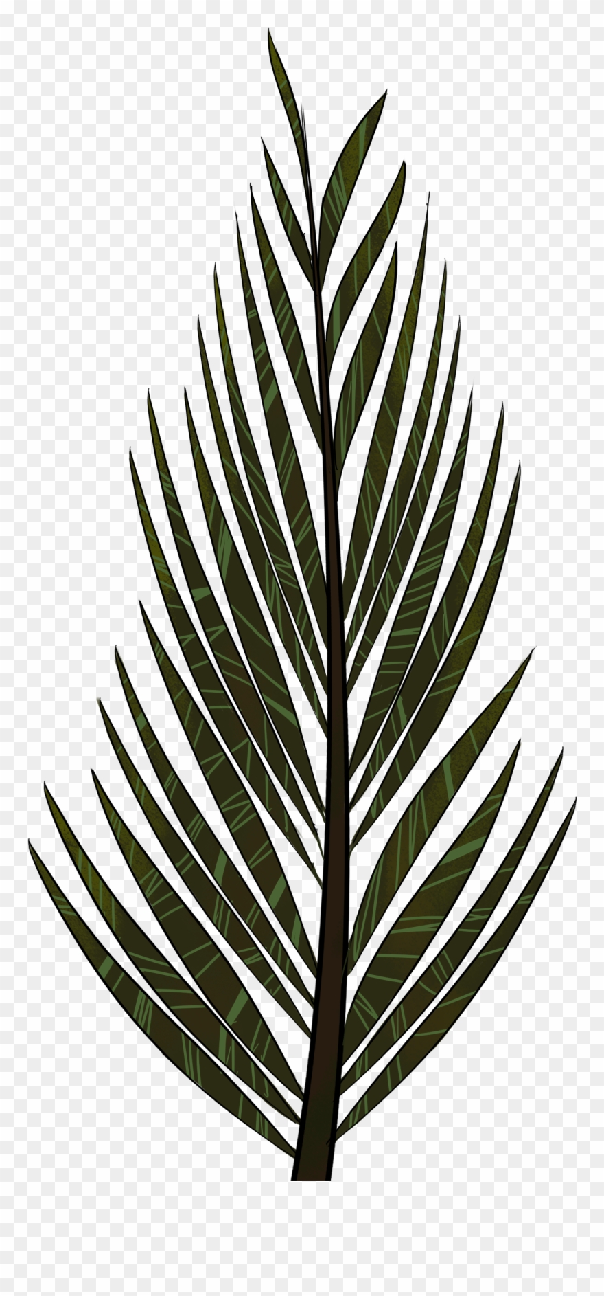 Pine Tree Clipart Fern Tree - Png Download
