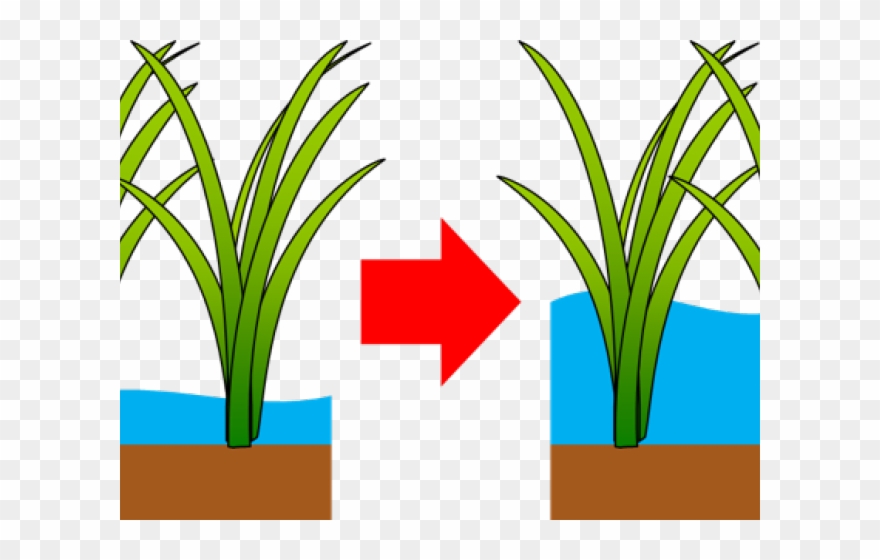 Farmland Clipart Rice Field - Png Download