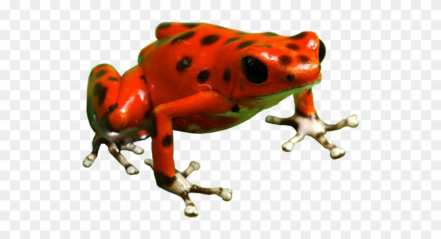 Poison Dart Frog Clipart Thumbnail - Png Download