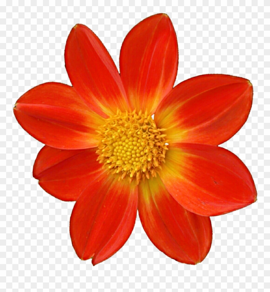 Dahlia Clipart Mexican - Png Download