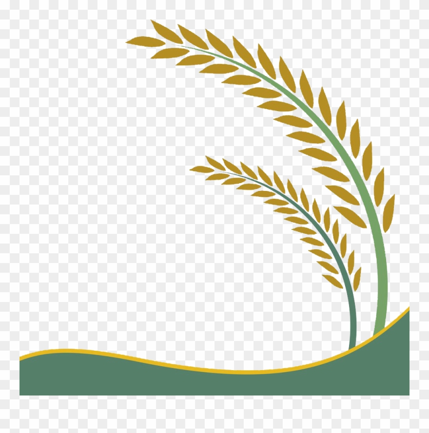 Paddy Field Oryza Sativa Rice Crop Clip Art - Png Download