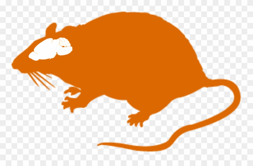 Clipart Of Pharmaceuticals, Predict And Rat Is - Png Download