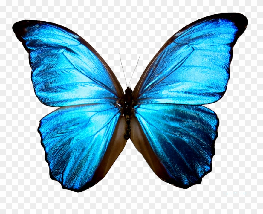 Clipart Butterfly Sky Blue - Png Download