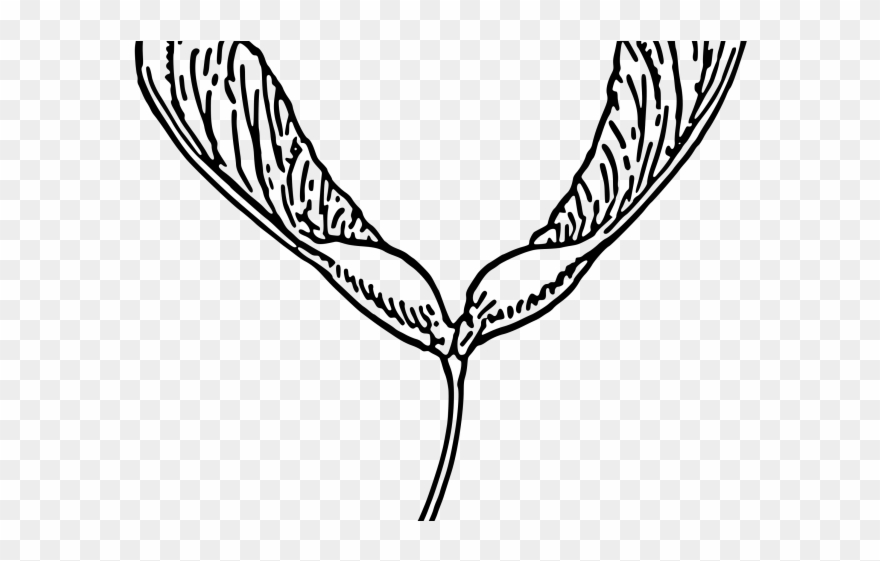 Seed Clipart Biology - Png Download